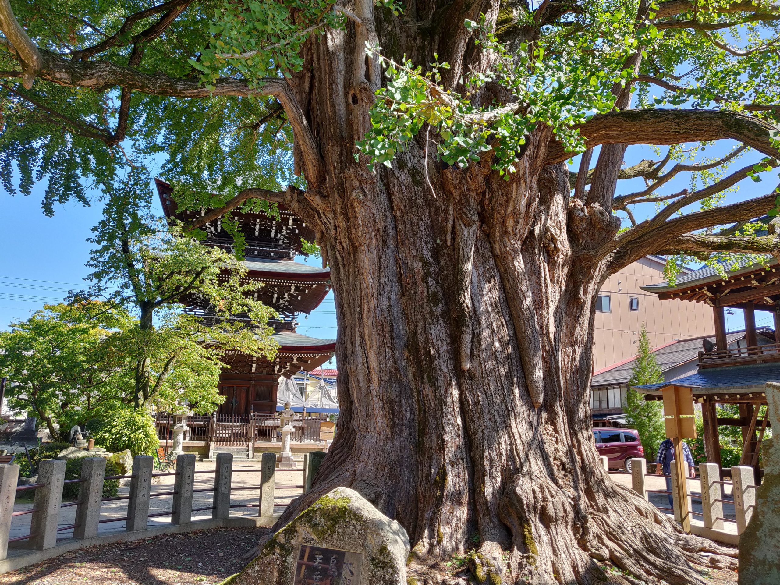 Old Ginkgo tree at Hida Kokubunji temple in Takayama, Gifu