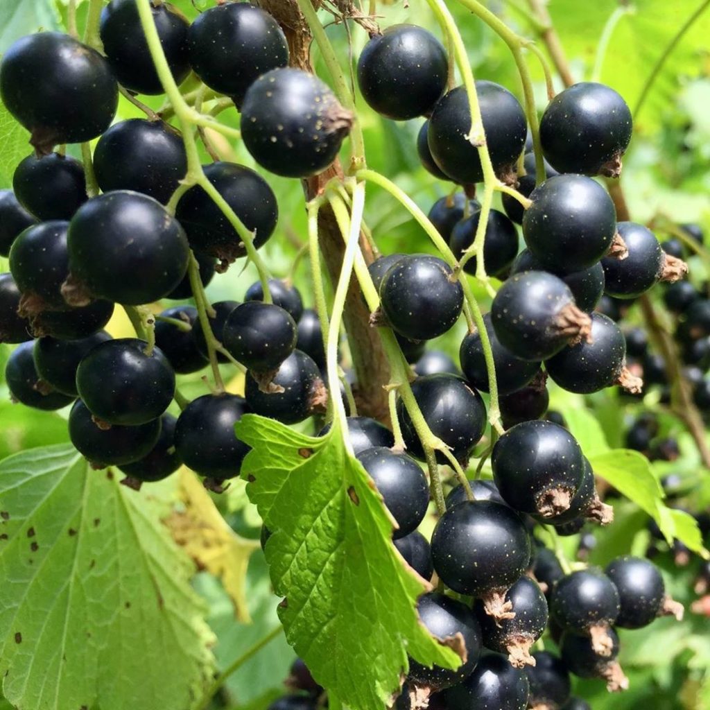 The Japan Times: Known in Japan as kashisu — derived from the French word “cassis” — Ribes nigrum… Known in Japan as kashisu — derived from the French word “cassis” — Ribes nigrum...