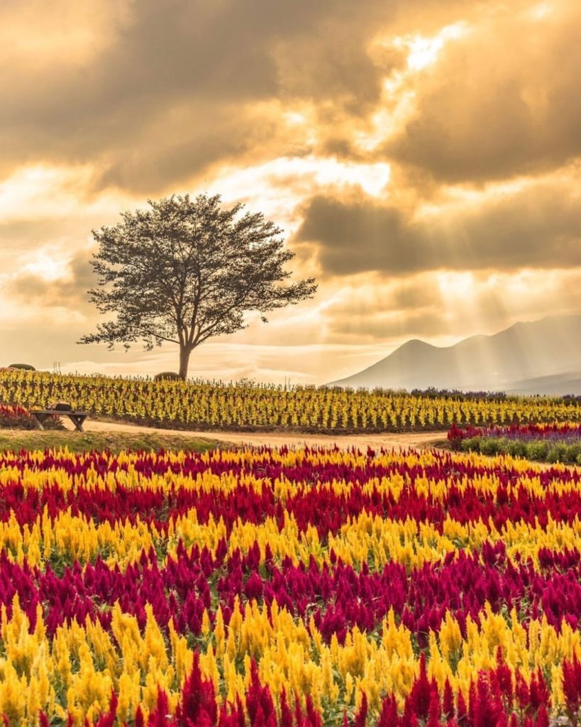 Japan Airline: .
Millions of plumed cockscomb flowers at Nasu Flower World, together with the r… .
Millions of plumed cockscomb flowers at Nasu Flower World, together with the r...