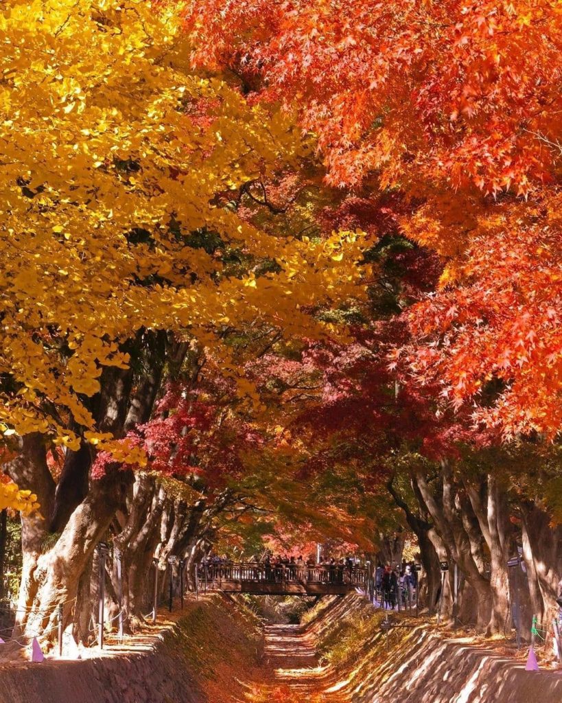 There are no words to describe the beauty of the Maple Corridor at Lake Kawaguch...