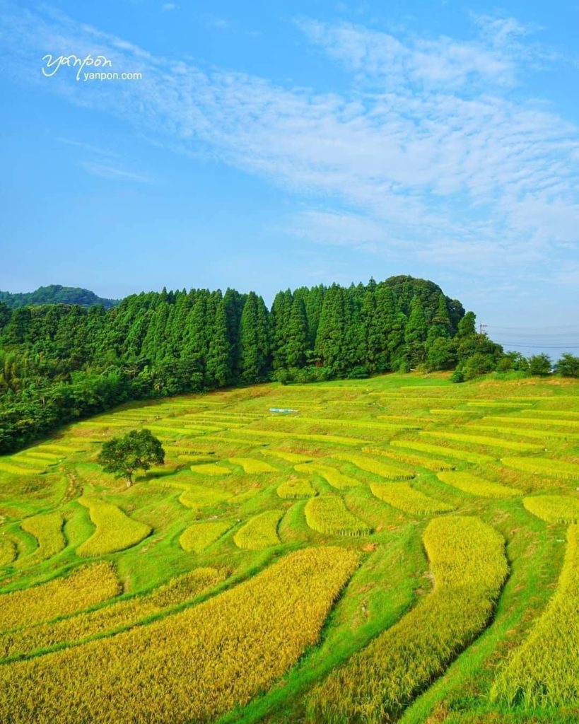 Check out the beautifully yellow-dyed Oyama Senmaida Terraced Rice Fields in Chi...