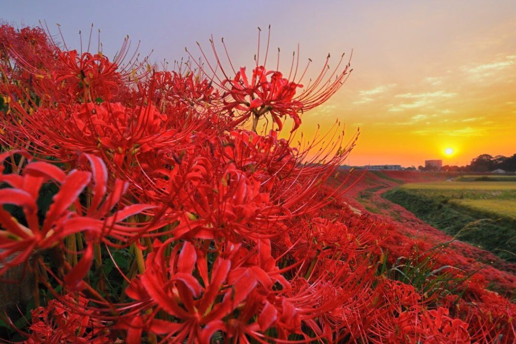 Visit Japan: Local residents take care of more than 3 million red spider lilies that bloom ar… Local residents take care of more than 3 million red spider lilies that bloom ar...