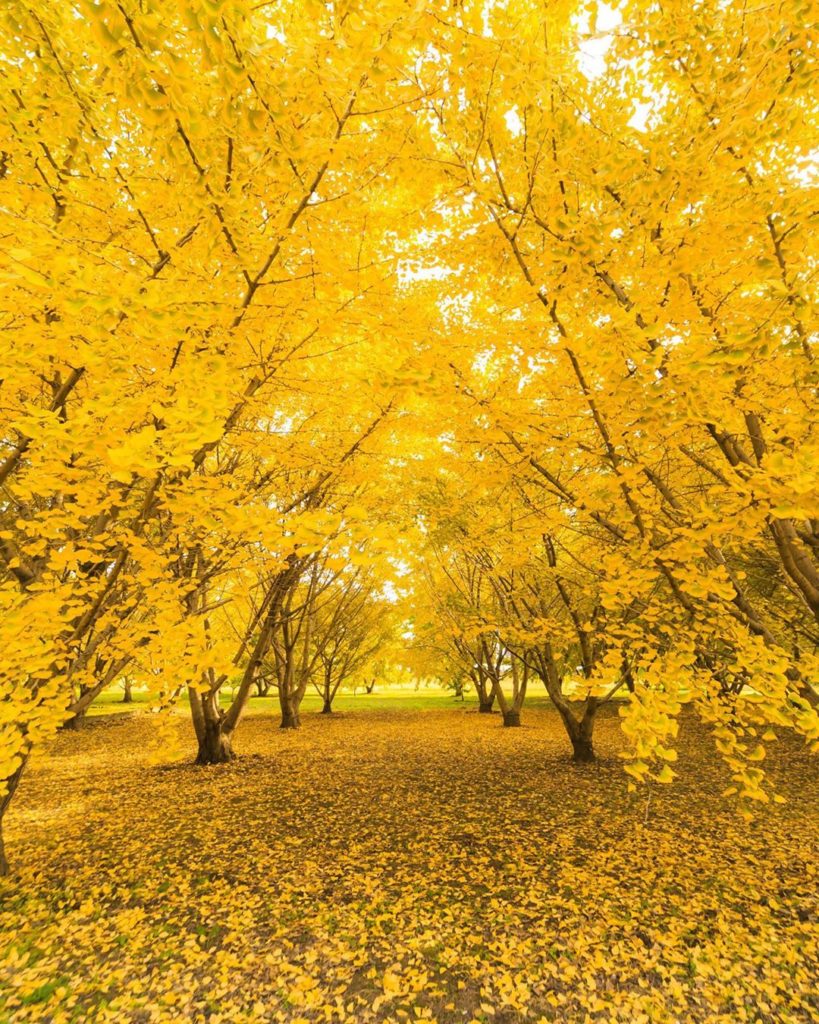 Who else feels warm and mellow when among pretty leaves painted gold and yellow?...