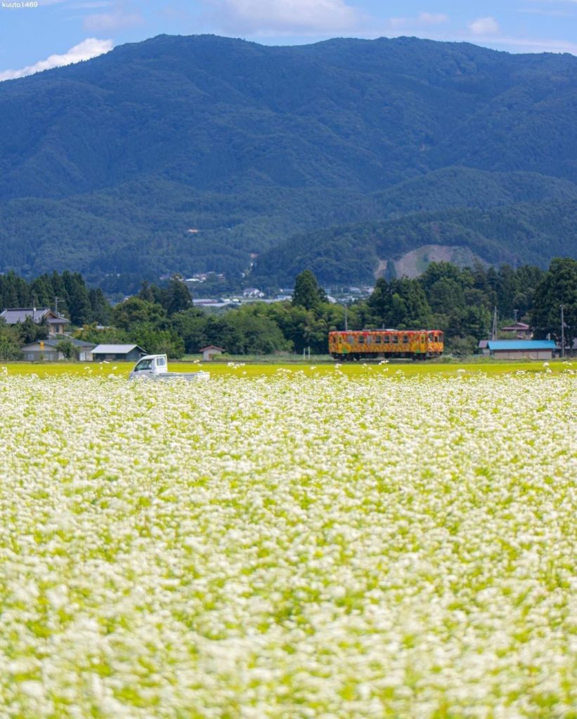 Take a look at the idyllic scenery near the beautiful buckwheat fields in Yamaga...