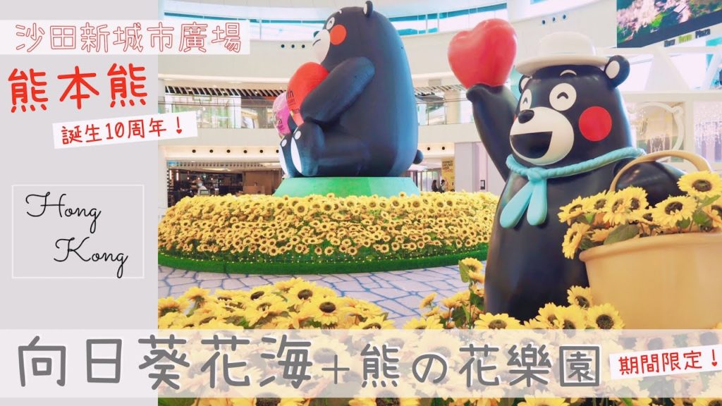 【香港Vlog】1千呎室內向日葵花園🌻熊本熊10周年慶典Kumamon|商場花海|影相打卡好去處|沙田新城市廣場|期間限定|By Scarlett To 【香港Vlog】1千呎室內向日葵花園🌻熊本熊10周年慶典Kumamon|商場花海|影相打卡好去處|沙田新城市廣場|期間限定|By Scarlett To