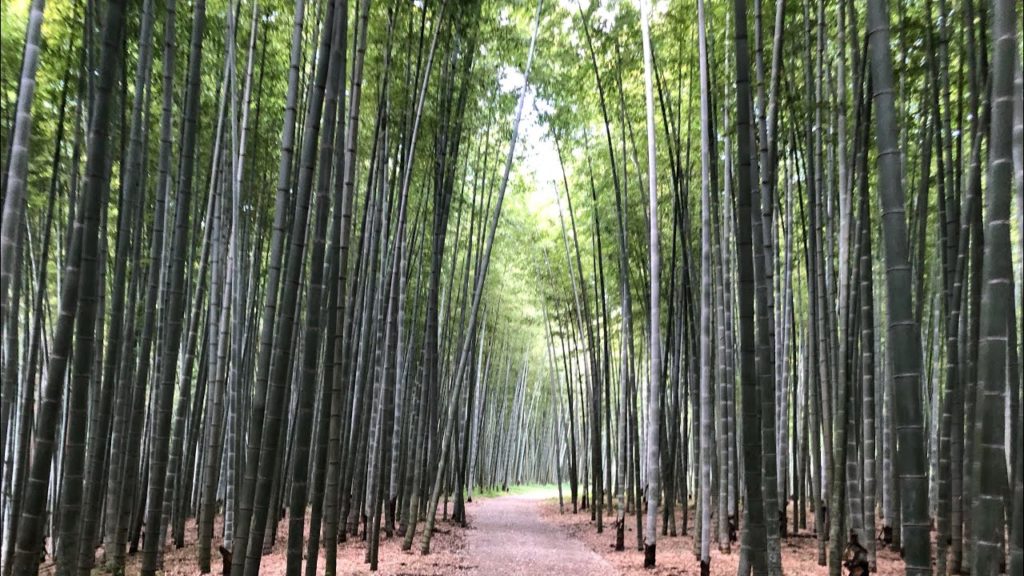 Four Seasons Bamboo Forest