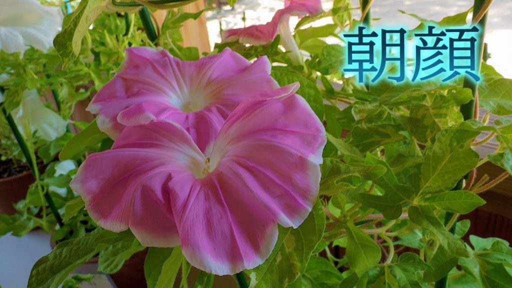 CHIBA. Japanese morning glories as the most popular flower in Japan's Edo era #4K #朝顔 #くらしの植物苑 #変化朝顔 CHIBA. Japanese morning glories as the most popular flower in Japan's Edo era #4K #朝顔 #くらしの植物苑 #変化朝顔