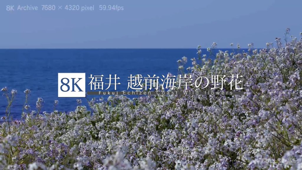 [8K footage] Fukui Echizen Coast wild flowers【福井 野花咲く越前海岸_8K】