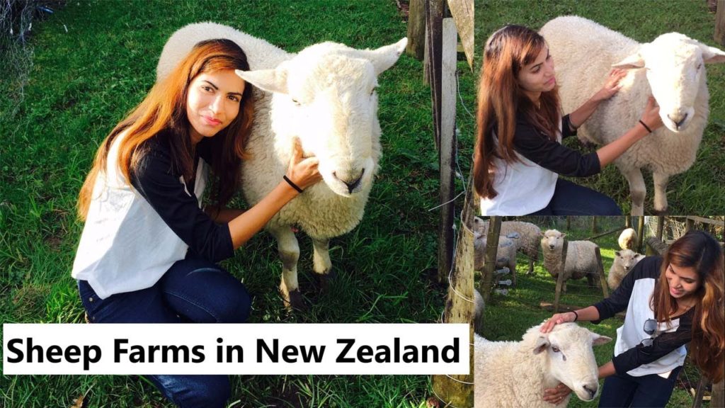 Have you seen this cute Sheeps in New Zealand- Must watch this
