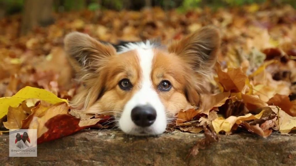 Hokkaido Autumn fun with your dog!
