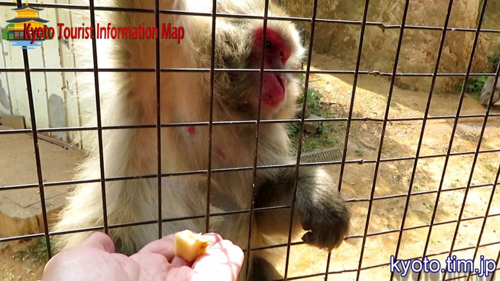 Kyoto trip - Arashiyama monkey park iwatayama