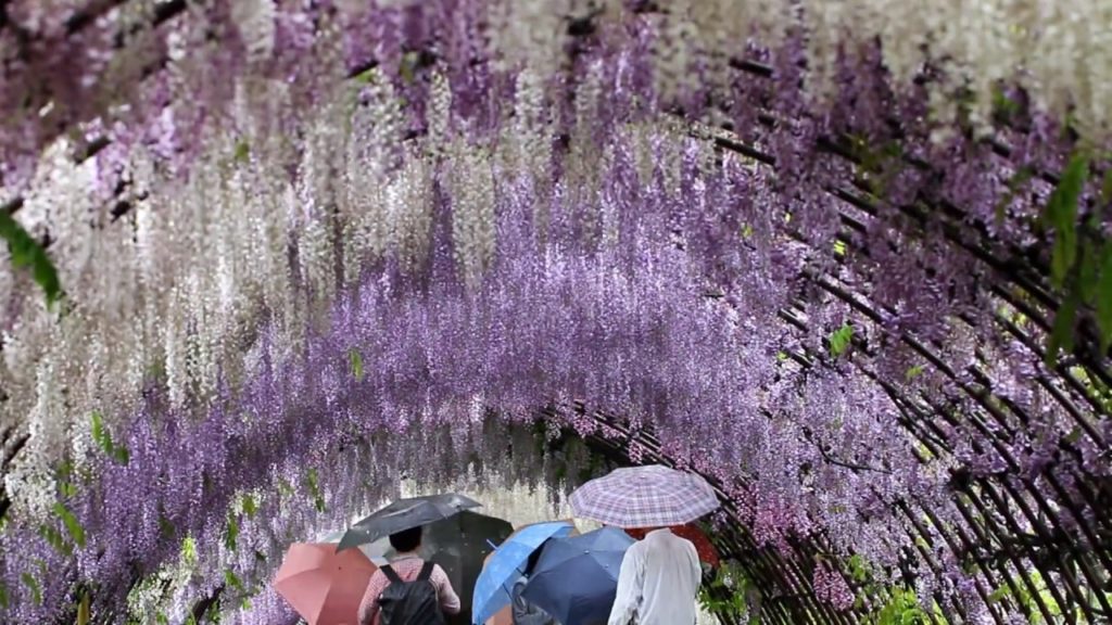 河内藤園 Kawachi Wisteria Garden Tunnels 河内藤園 Kawachi Wisteria Garden Tunnels