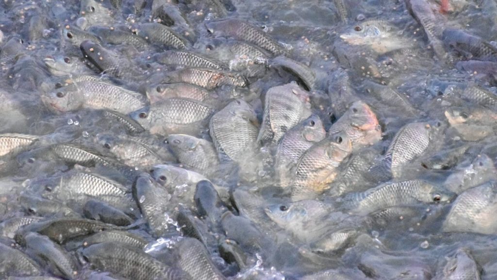 Monosex Fish Feeding Live Food Eating Delicious- Primitive Technology Monopriya Fish