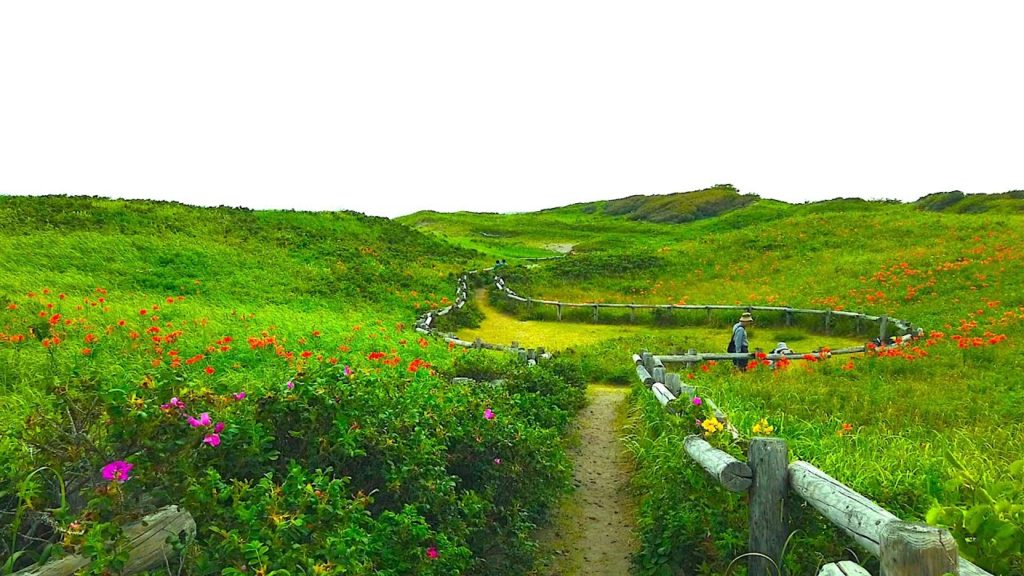 Japan Walk - Koshimizu Genseikaen (小清水原生花園) - Hokkaido