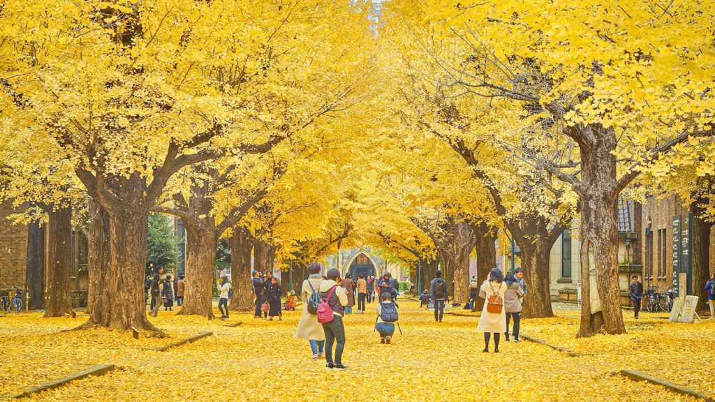 [4K] 黄金色に染まる師走の東京大学(イチョウ並木) - GOLDEN GINKGO TREE IN TOKYO UNIVERSITY - (shot on BMPCC6K )