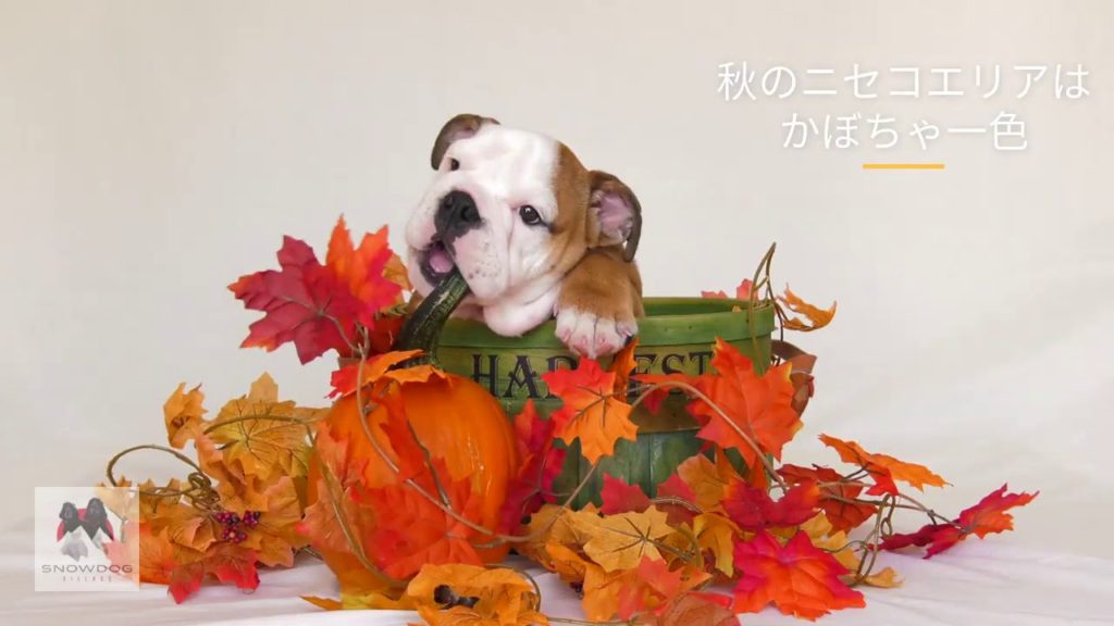 Hokkaido Autumn Fun  with your dog at SnowDog Village
