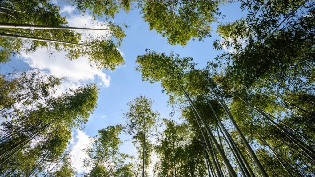 3 Days at Kyoto and Osaka @ Japan (4K) 3 Days at Kyoto and Osaka @ Japan (4K)