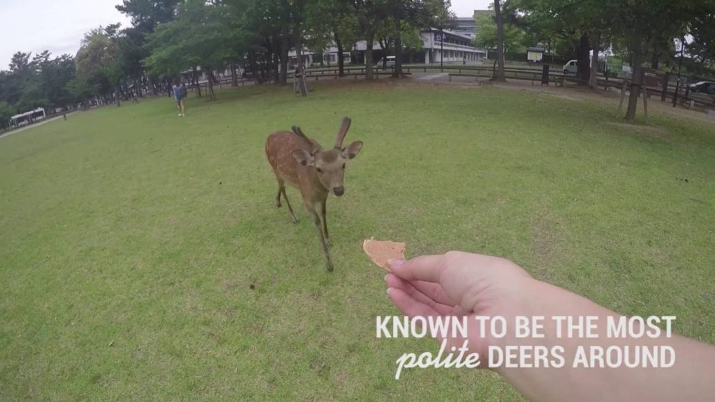 Nara Deers | The Travel Intern