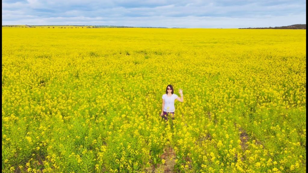 9月しか見られない絶景。菜の花畑【空撮】