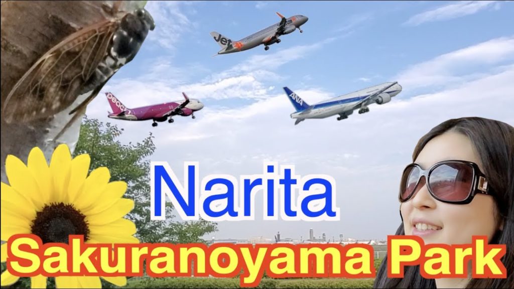 【Narita, Japan】Sakuranoyama Park near Narita Airport! 成田空港界隈、さくらの山に行ってみた! 【Narita, Japan】Sakuranoyama Park near Narita Airport! 成田空港界隈、さくらの山に行ってみた!