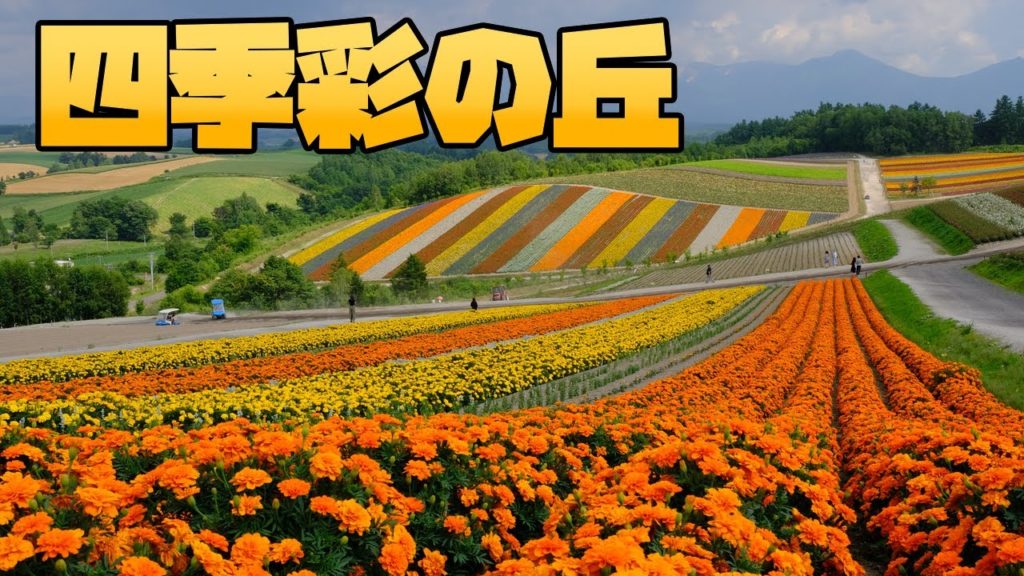 【北海道】美瑛まで遊びに行きました【四季彩の丘】 【北海道】美瑛まで遊びに行きました【四季彩の丘】