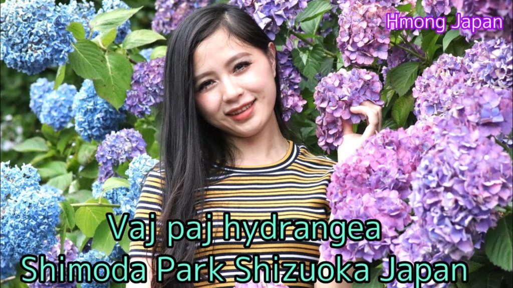 Hmoob Japan ua si vaj paj hydrangea Shimoda shizuoka Japan