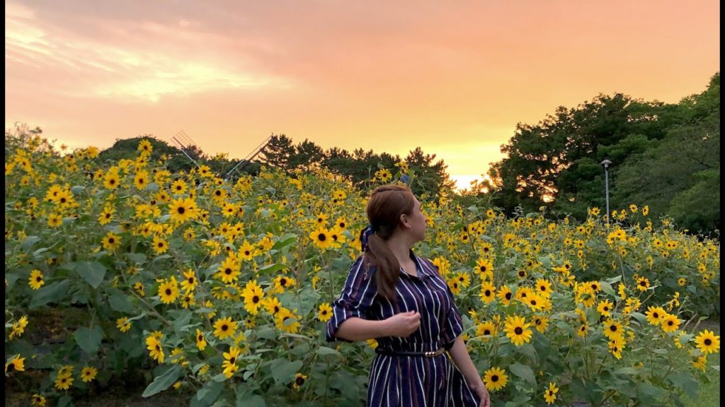 FREE SUNFLOWER SIGHTSEEING SPOT in AICHI,NAGOYA JAPAN | Meijo Park (名城公園ひまわり) | Summer FREE SUNFLOWER SIGHTSEEING SPOT in AICHI,NAGOYA JAPAN | Meijo Park (名城公園ひまわり) | Summer