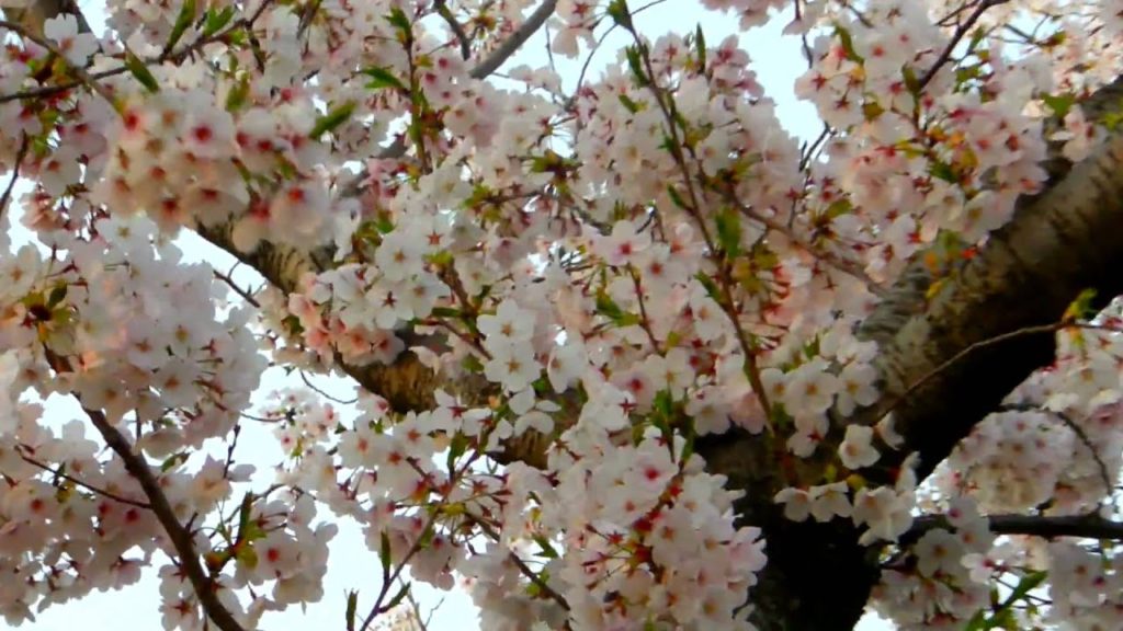 磐田市桜トンネル - Túnel de sakura de Iwata