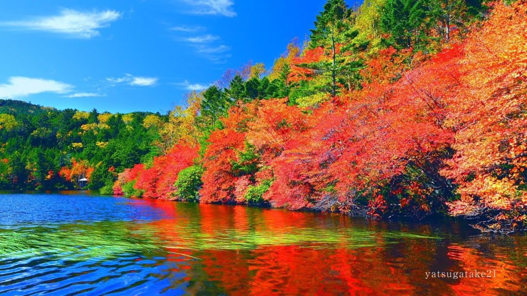 4k 神秘な天空湖「錦秋 紅葉の白駒池 北八ヶ岳」標高2,115m 池の音 森林浴 絶景癒し自然風景映像 Japan Autumn leaves Nature Relaxation