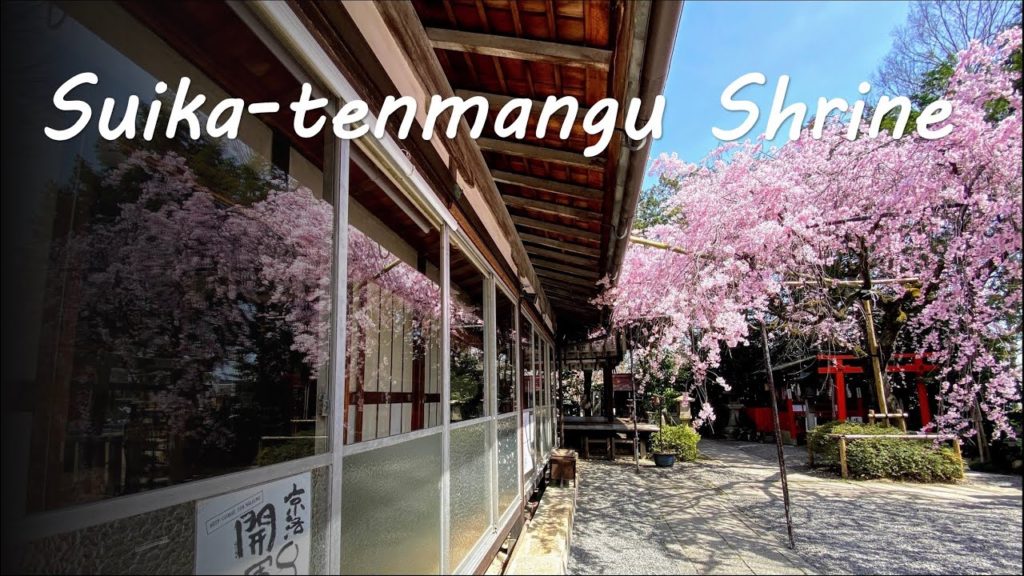 Kyoto’s Best Cherry Blossoms at Suika-tenmangu Shrine