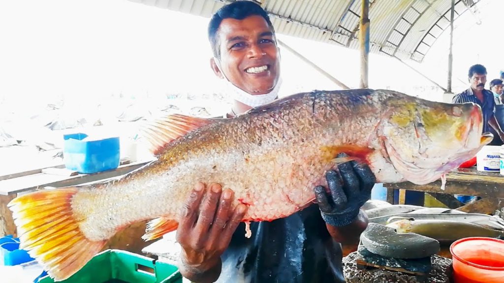 Sea Bass Cutting | Fish Cutting Skills Sri lanka Sea Bass Cutting | Fish Cutting Skills Sri lanka
