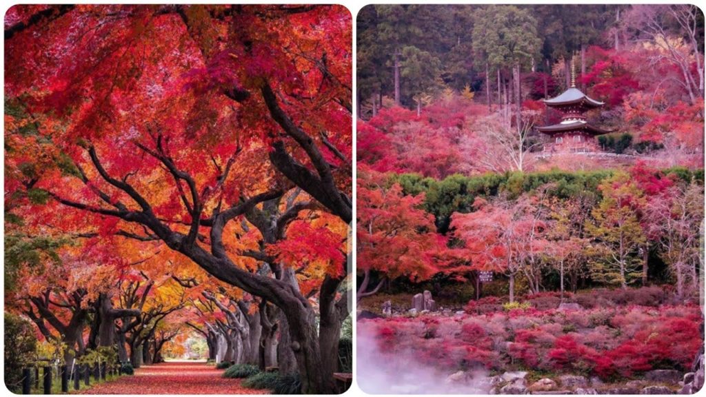 The beauty of autumn in Japan