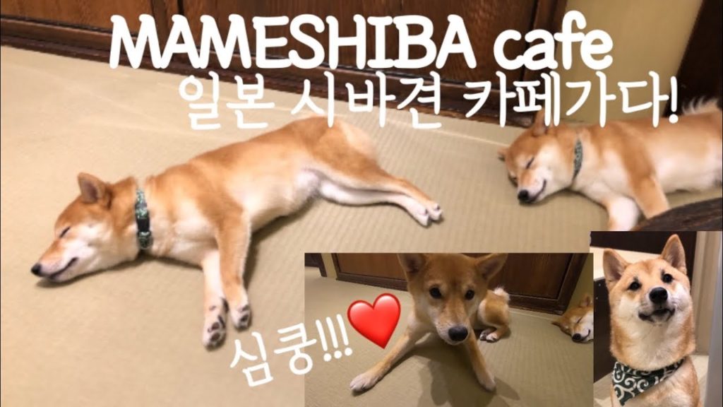후쿠오카 마메시바 카페MAMESHIBA CAFE FUKUOKA/まめしば 일본 시바견 카페에 다녀왔어요!!