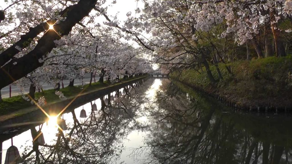 青森県・弘前市の桜　cherry blossoms in Hirosaki City, Aomori Prefecture