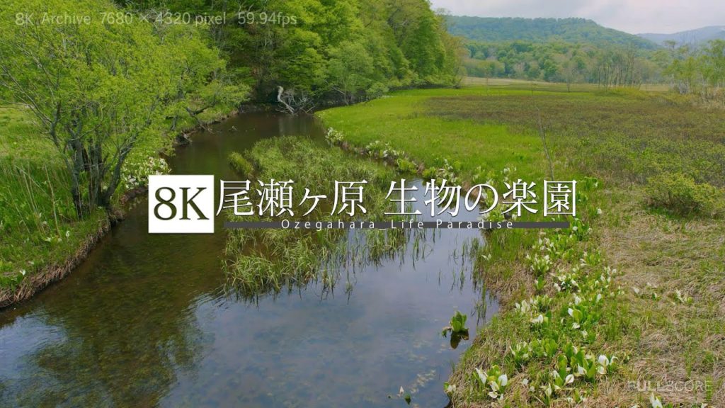 [8K footage] Ozegahara_Life Paradise【尾瀬ヶ原_生物の楽園_8K】