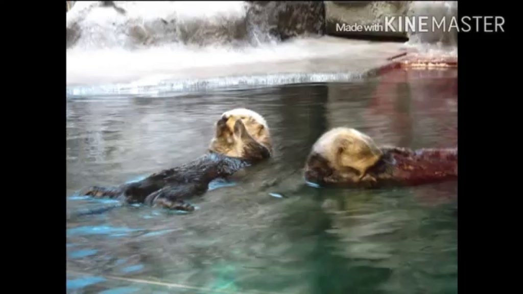 Suma Aqualife Park Kobe Hyogo Japan Suma Aqualife Park Kobe Hyogo Japan