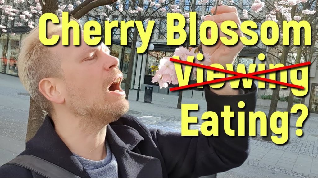 Cherry Blossom Season in Stockholm Cherry Blossom Season in Stockholm