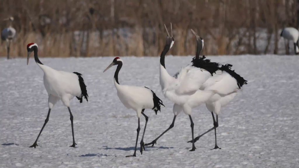 Hokkaido Winter - Feb 2016