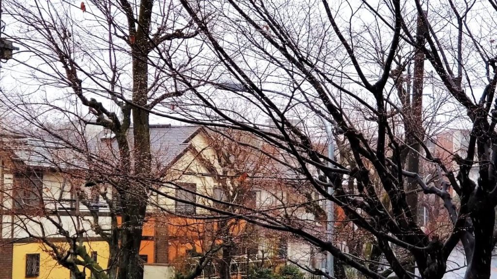 Snowfall in Yokohama