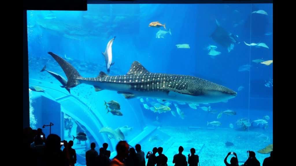 Churaumi Aquarium (Part 1), Okinawa, October 24, 2014