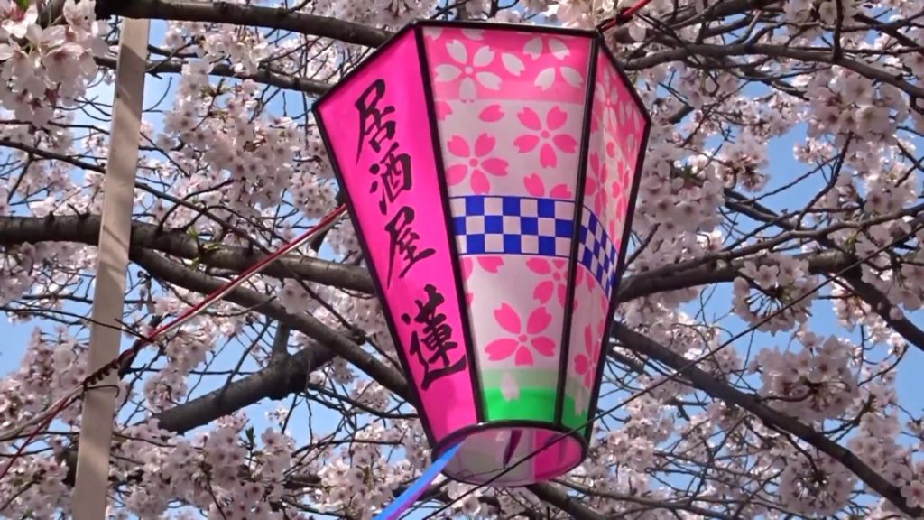 Yokohama Sakura Cherry Blossoms April 2018  Japan