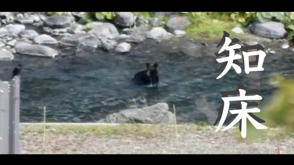 [北海道] 釣り人注意 世界遺産「知床」でヒグマが鮭をむさぼる。 ~The brown bear caught salmon in Shiretoko Hokkaido Japan~