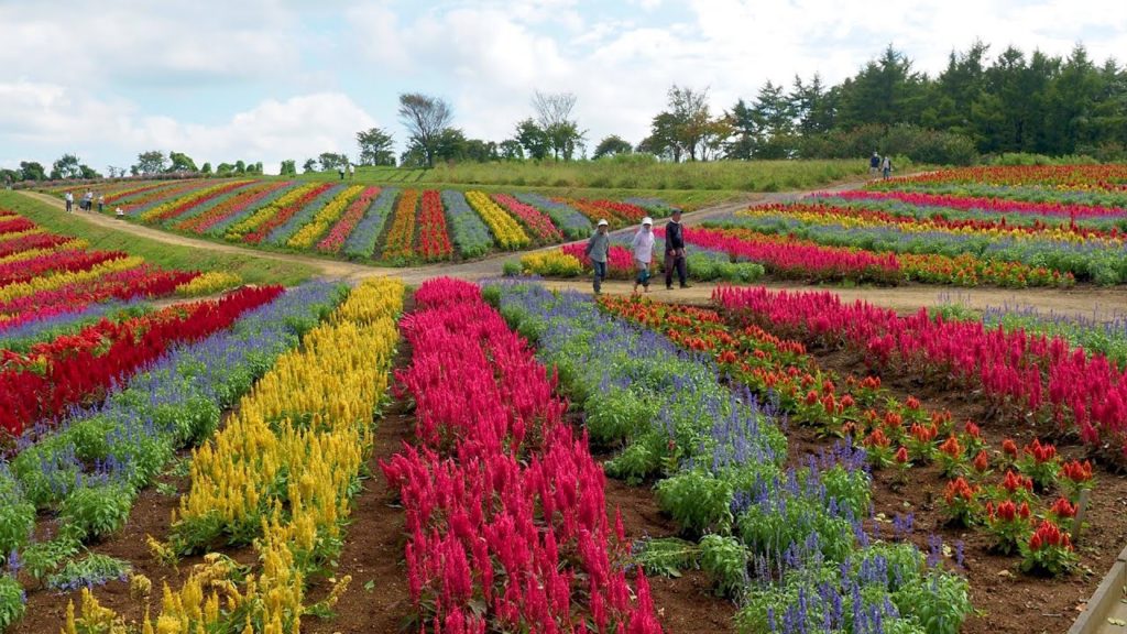 TOCHIGI. Colorful Celosia Flowers - covered world in early Autumn.那須フラワーワールド  #4K