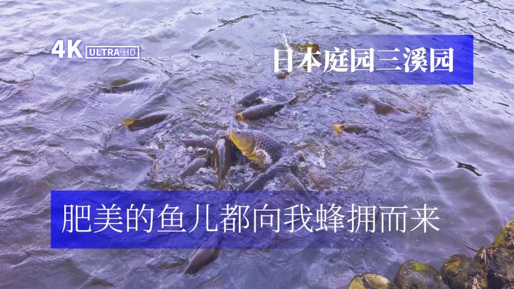 4K | Travel in JAPAN - 日本無計画旅行 - 横浜三渓園  | 日本无计划旅行 - 探访横滨三溪园古代庭园 肥美的鱼儿朝我蜂拥而来