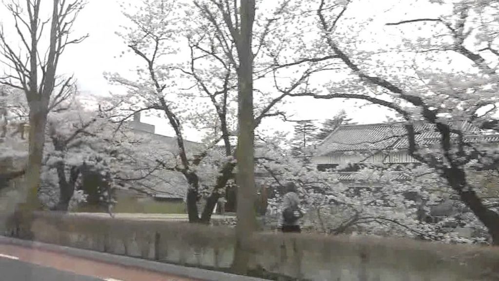 CHERRY BLOSSOMS IN MATSUMOTO CITY,NAGANO,JAPAN