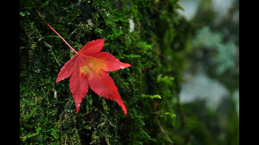 心静かに 高野山の紅葉 -autumn foliage in Koyasan Wakayama Japan- 癒しの風景 心静かに 高野山の紅葉 -autumn foliage in Koyasan Wakayama Japan- 癒しの風景