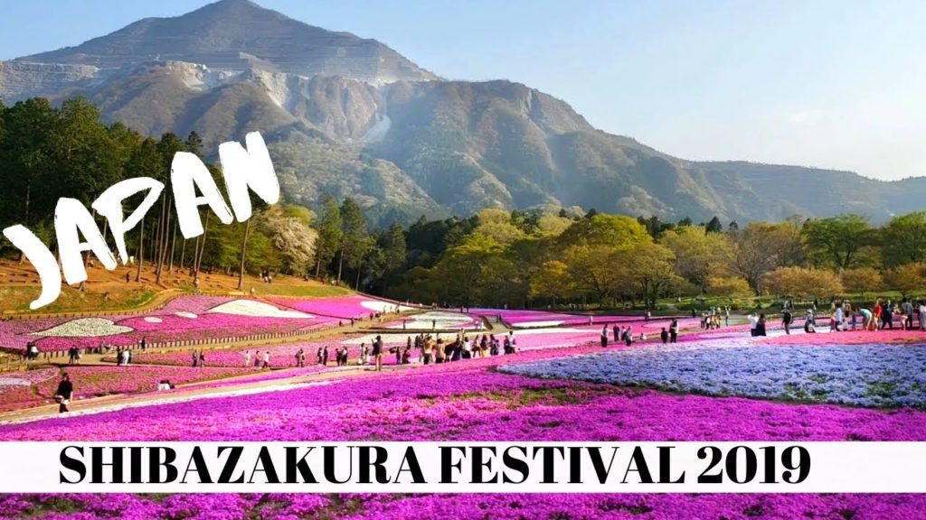 Shibazakura  Festival Japan 2019 | Hitsujiyama Park Moss Pink Flowers