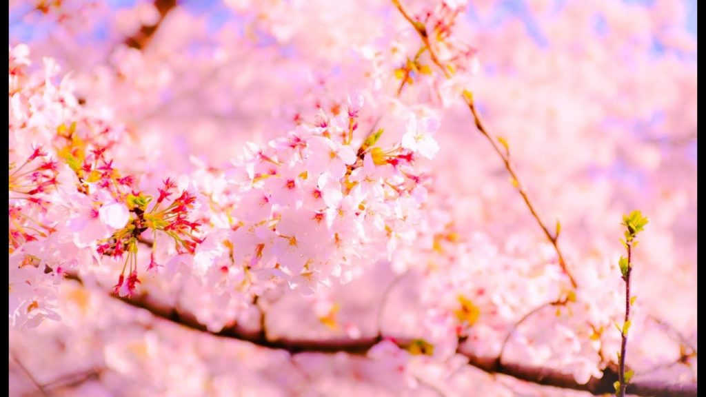 The Most Beautiful Cherry Blossom in the World (Sakura flowers Jalan jalan di jepang)