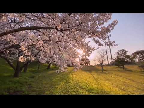 The Most Beautiful Cherry Blossom in the World (Sakura flowers Jalan jalan di jepang) The Most Beautiful Cherry Blossom in the World (Sakura flowers Jalan jalan di jepang)