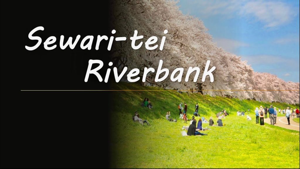 Kyoto’s Best Cherry Blossoms at Sewari-tei Riverbank